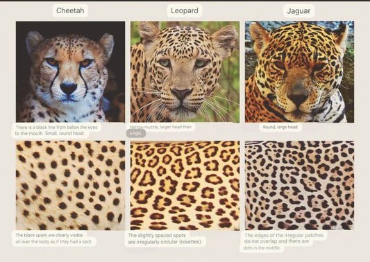 Cheetah Print vs. Leopard Print vs. Jaguar Print: Spot the Differences